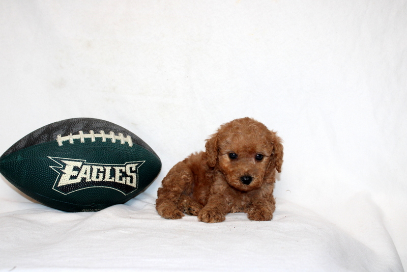 puppy, for, sale, Mini Poodle, Matthew B. Stoltzfus, dog, breeder, Gap, PA, dog-breeder, puppy-for-sale, forsale, nearby, find, puppyfind, locator, puppylocator, aca